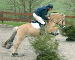 broodmare Jette (Fjord Horse, 1999, from Ohlsen)