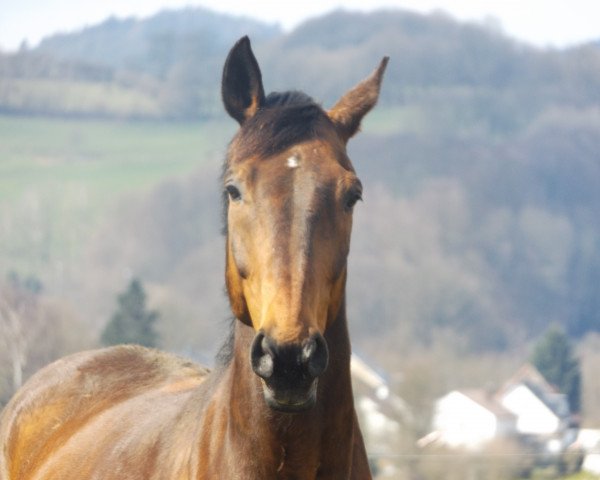 dressage horse Fynn 4 (Hanoverian, 1996, from Frappant)