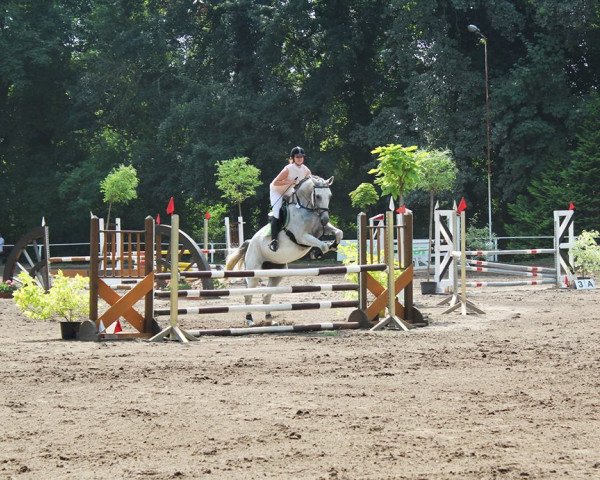 broodmare Grauwienix (German Sport Horse, 2003, from Goethe)