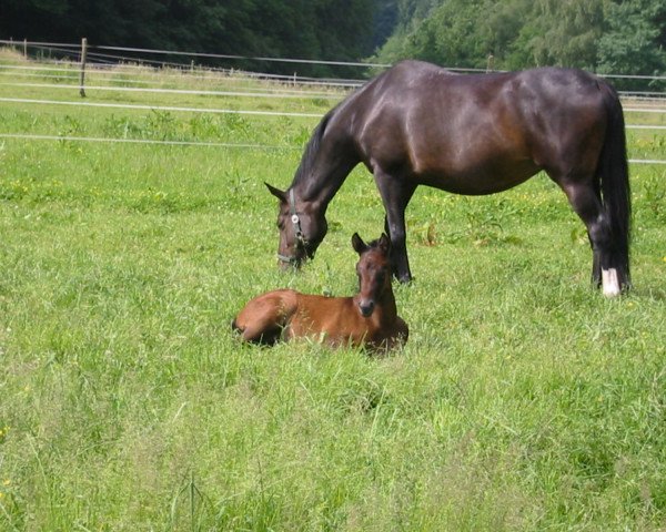 horse Corriba (Westphalian, 2004, from Cassone)