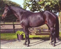 jumper Evita M (Hanoverian, 2006, from Embassy I)