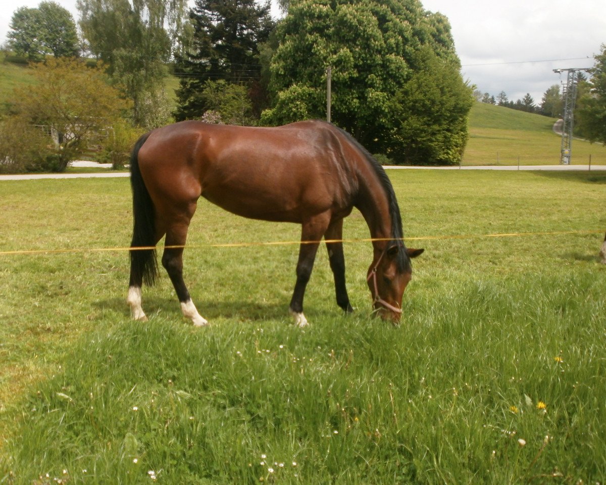 Pferd Just Bera (Bayer, 2009, von Heslegaards Louis)