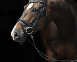 dressage horse Shawn 3 (Westphalian, 2004, from Show Star)