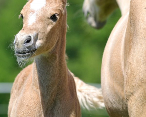 broodmare Lucky‘s Sweet Magic (Westphalian, 2008, from Lucky Strike)