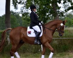 dressage horse Beelano (Hanoverian, 2007, from Brentano II)