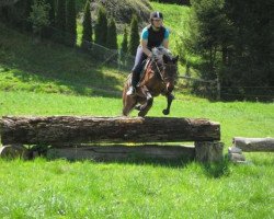 dressage horse Da Capo (German Warmblood, 2015, from Dagestino)