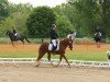 dressage horse Baccarat 16 (German Riding Pony, 2011, from Black Boy)