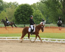 dressage horse Baccarat 16 (German Riding Pony, 2011, from Black Boy)