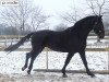 Dressurpferd Lucky Dancer 8 (Holsteiner, 2003, von Lucky Champ)