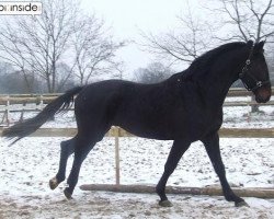 dressage horse Lucky Dancer 8 (Holsteiner, 2003, from Lucky Champ)