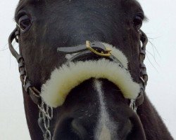 dressage horse Batumi (Oldenburg, 2004, from Future)