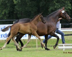 broodmare Snowdonia (Hanoverian, 2005, from Sunlight xx)