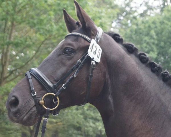 dressage horse Luigis Luxus (Hanoverian, 2007, from Latimer)