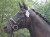 dressage horse Luigis Luxus (Hanoverian, 2007, from Latimer)