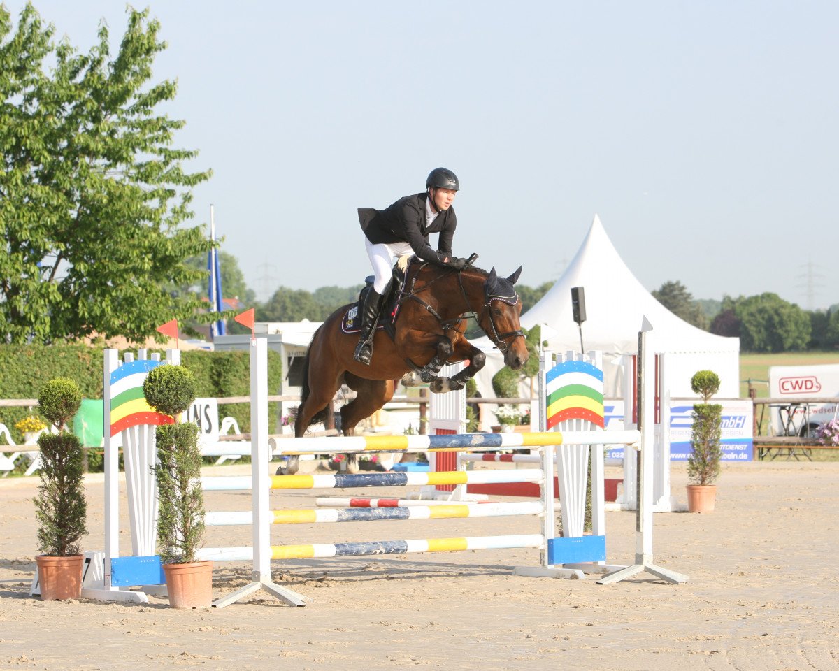 Springpferd Emeley (Rheinländer, 2010, von Ephebe For Ever)