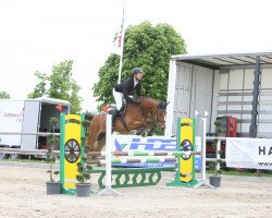 jumper Chaccarino (Oldenburg show jumper, 2010, from Chacco-Blue)