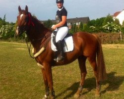 dressage horse Comec (Holsteiner, 2006, from Casall Ask)