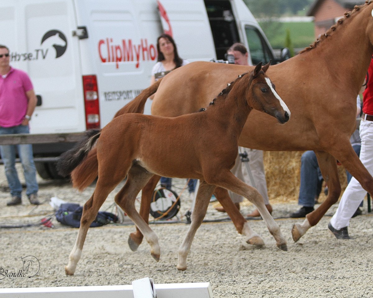 dressage horse Cosmo´s Divine S (German Riding Pony, 2015, from Cosmopolitan NRW)