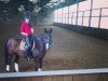 dressage horse Wild Boy 9 (Saxony-Anhaltiner, 1999, from Wild Life)