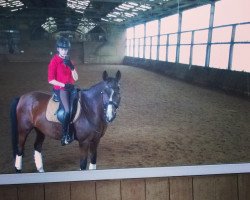 dressage horse Wild Boy 9 (Saxony-Anhaltiner, 1999, from Wild Life)