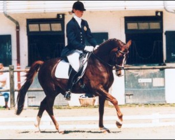 Pferd Meerke's Kashmir (Nederlands Welsh Ridepony, 1993, von Bokkesprong Czardas)