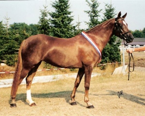 broodmare Leuns Veld's Gibby (Nederlands Welsh Ridepony, 1991, from VIP)