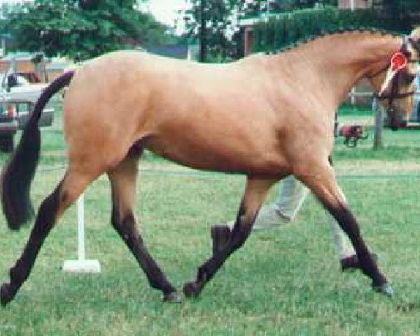 horse Llanarth Swan Song (Welsh Partbred, 1991, from Hubble Bubble xx)