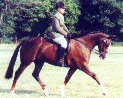 Pferd Llanarth Quick Step (Welsh Partbred, 1994, von Llanarth Rhun)