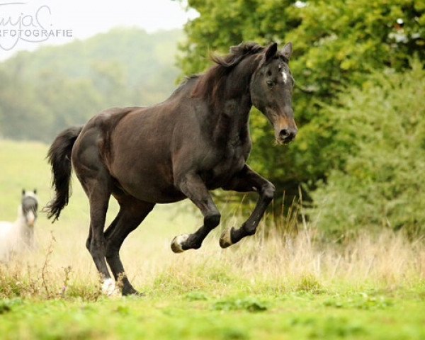 Pferd Zion 3 (Holsteiner, 1990, von Zuenftiger xx)