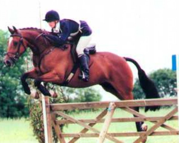 Pferd Llanarth Hornpipe (Welsh Partbred, 1995, von Llanarth Lord Nelson)