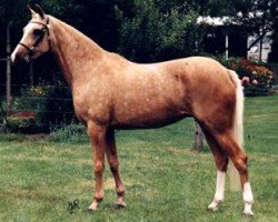 broodmare Kompas Evita (Nederlands Welsh Ridepony, 1991, from Valentino)