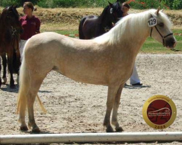 broodmare Coelenhage's Butterfly (Welsh mountain pony (SEK.A), 2005, from Coelenhage's Jarno)