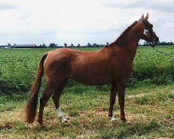 broodmare Azraël du Bois (Nederlands Rijpaarden en Pony, 1992, from Ismaël ox)