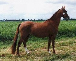 Zuchtstute Azraël du Bois (Nederlands Rijpaarden en Pony, 1992, von Ismaël ox)