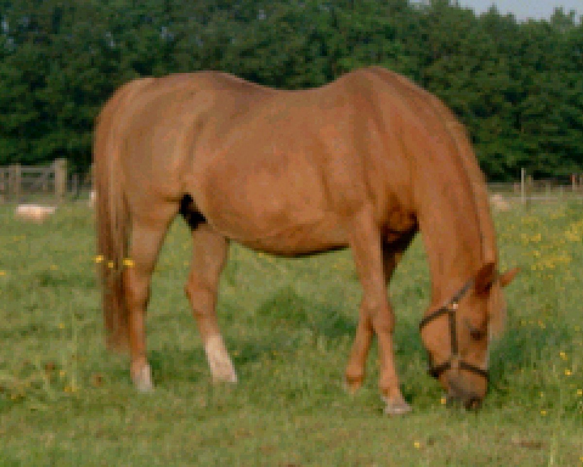 broodmare Oostervelden's Natasja (Nederlands Welsh Ridepony, 1980, from Keston Picador)