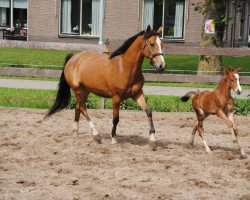 Dressurpferd Vierwindstreken La Niña (Nederlands Welsh Ridepony, 2007, von Wengelo's Ricardo)