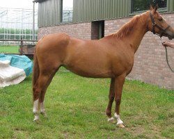 broodmare Leuns Veld's Norelja (Nederlands Welsh Ridepony, 1998, from Abdul ox)