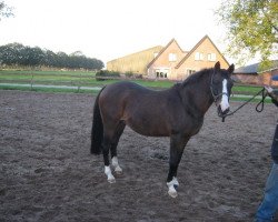 Zuchtstute Vogelenzang's Merel (Nederlands Welsh Ridepony, 1992, von Vita Nova's Golden Boris)