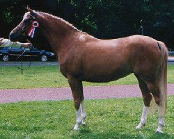 broodmare Coelenhage's Lady Di (Nederlands Welsh Ridepony, 1995, from Coelenhage's Let's Be The Best)