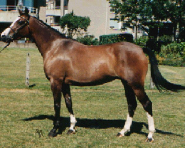 broodmare Coelenhage's Prescilla (Nederlands Welsh Ridepony, 1994, from Coelenhage's Let's Be The Best)