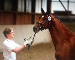 broodmare Undine 84 (Trakehner, 2010, from Münchhausen)