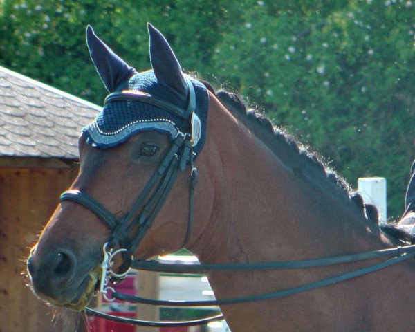 dressage horse Kontessino S (Trakehner, 2005, from Hibiskus)