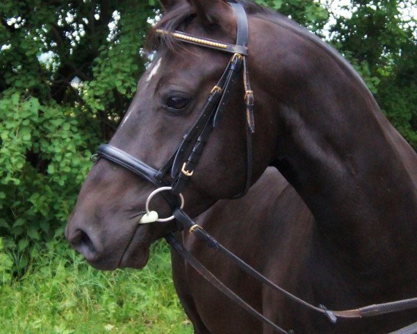 horse Vespucci del Negro (German Riding Pony, 1995, from Voyage)