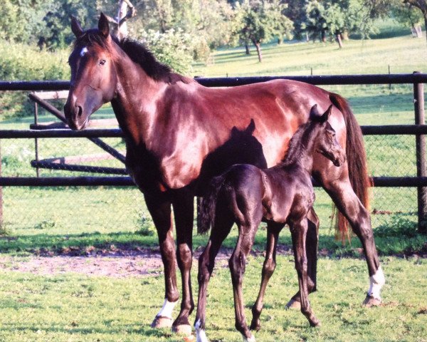 broodmare DD Rawela (Westphalian, 2007, from Clay)