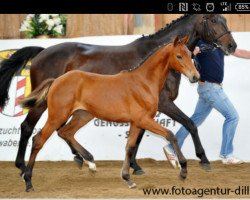 broodmare Henriette 59 (Bavarian, 2013, from Camargo 2)