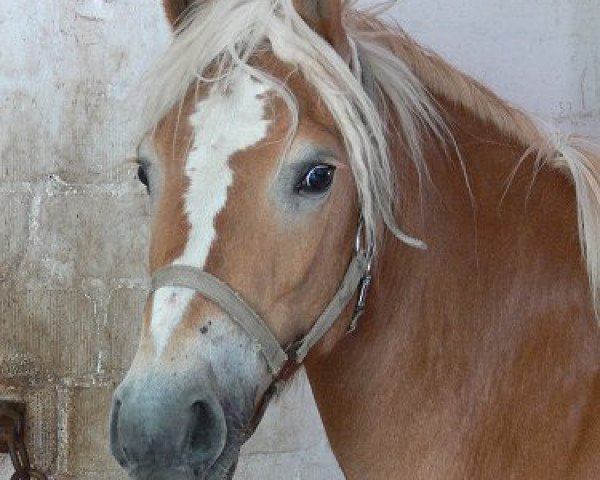 Pferd Amanda-Alhambra (0,1% ox) (Haflinger, 2010, von Aaron-B)
