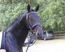 dressage horse Honesty G (Hanoverian, 2005, from Hochadel)