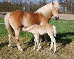 Zuchtstute Adina (Haflinger, 2007, von Adelshüter)