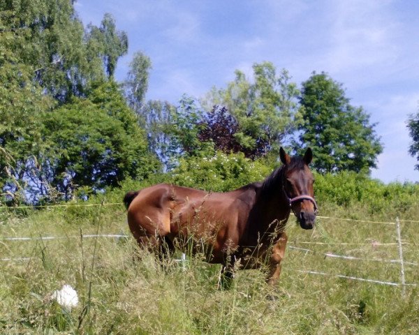 broodmare Anastasia (Württemberger, 1999, from Araconit)