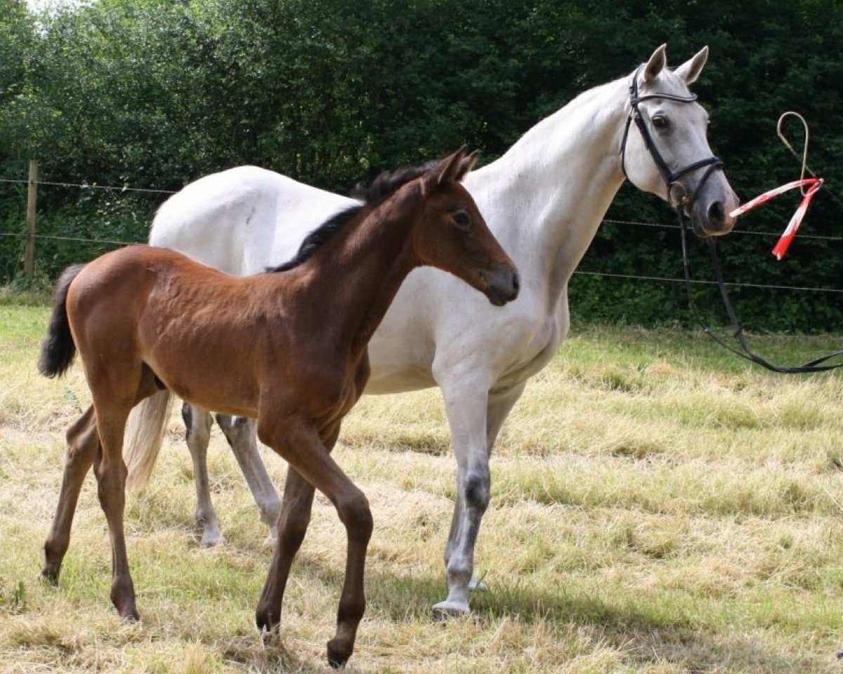 Zuchtstute Regina II (Holsteiner, 2001, von Cassini I)